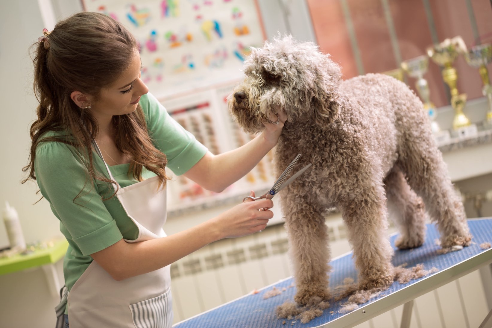 médica veterinaria cortando el pelo a un perro