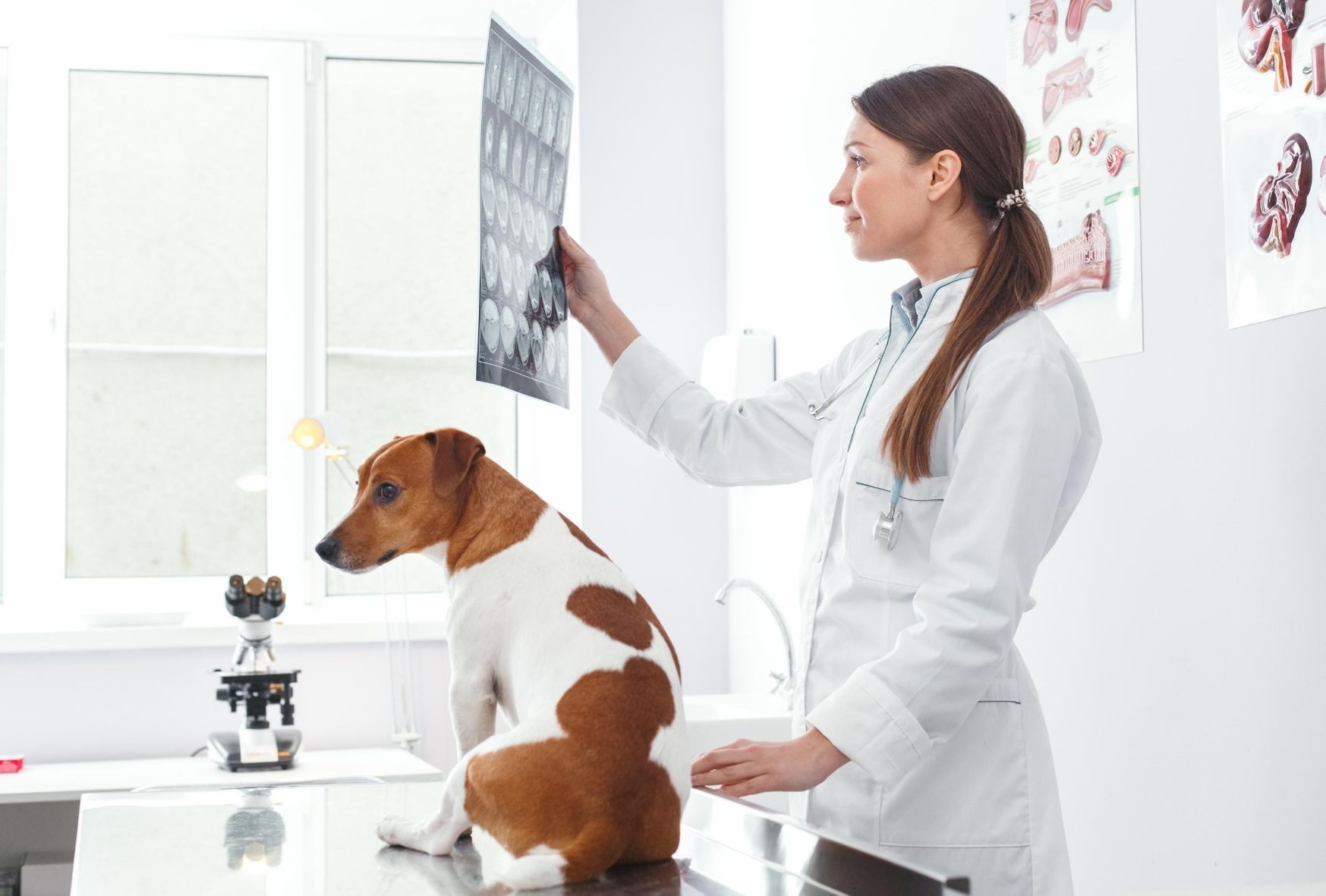 médica veterinaria observando una radiofrafía junto a un perro